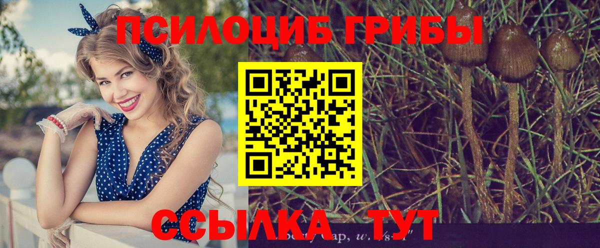 Тамбов  Псилоцибиновые грибы прущие грибы  Вход с VPN 